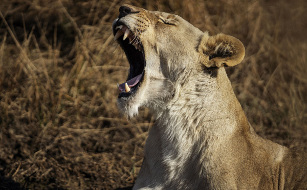 Un éleveur de lions sud-africain tué par un de ses félins