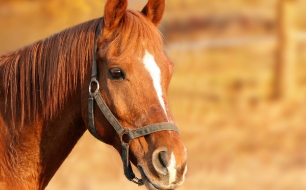 Attaques de chevaux: Denormandie promet la mobilisation "pour que justice passe"