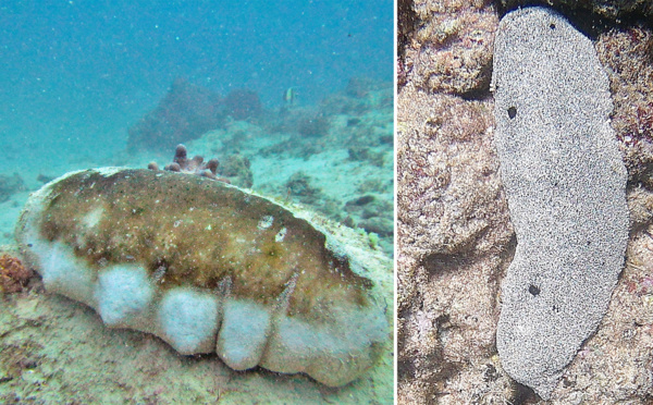 ​Le commerce interdit des "rori titi"