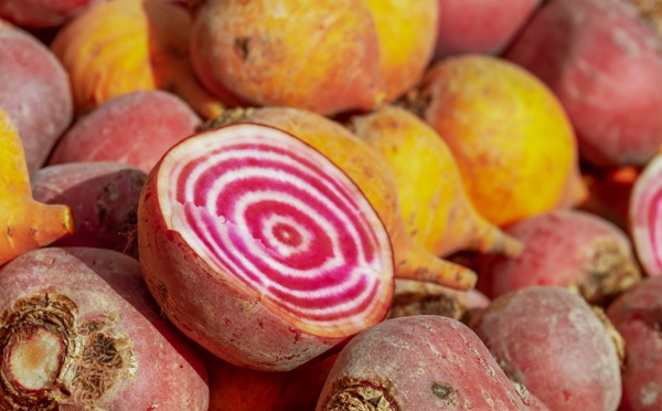 Les dérogations pour les insecticides néonicotinoïdes seront réservées à la betterave