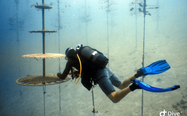 Biomim4Coral : une nurserie de corail sans plastique