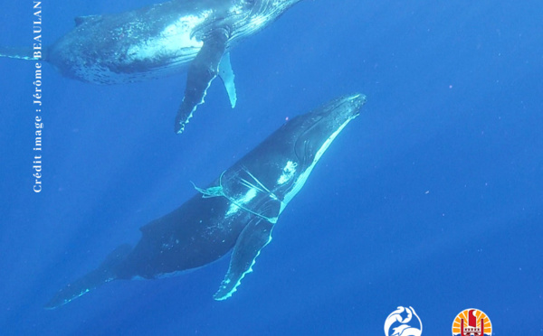 Deux baleines entravées par des cordes