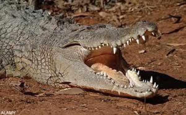 Plus d'espoir pour un Australien de neuf ans happé par un crocodile