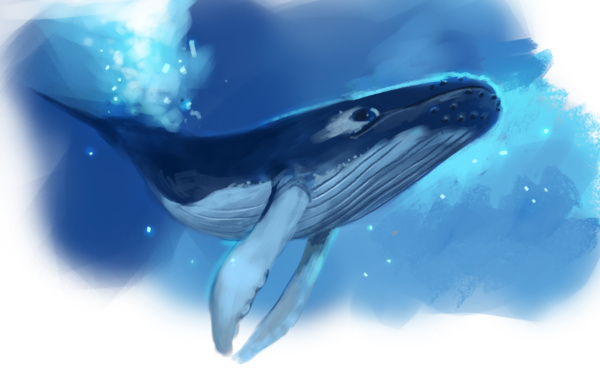 "Les animaux du Pacifique", saison 2 !