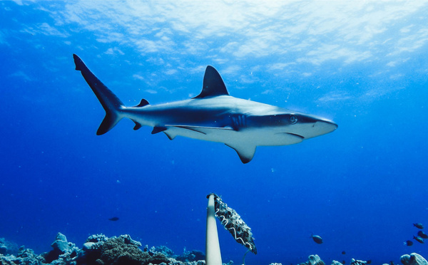 Un pêcheur australien mordu par le requin qu'il venait de pêcher