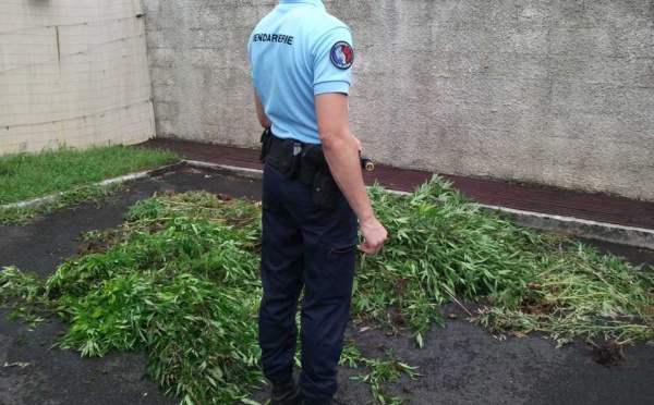 Paea: Encore une saisie de Paka