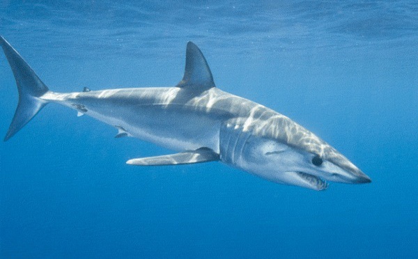 Le mako, un requin protégé comme les autres