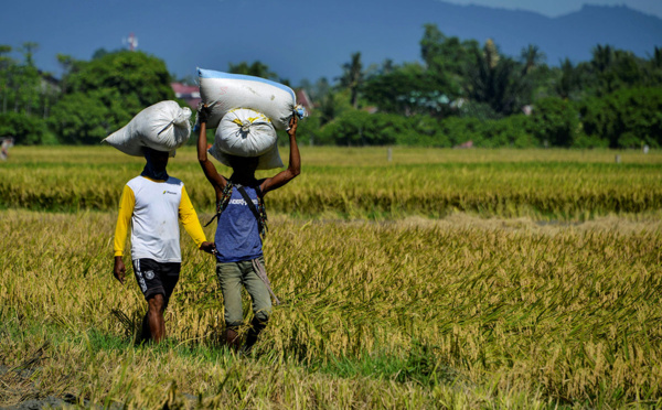 L'Indonésie va créer des domaines agricoles géants pour assurer son autonomie alimentaire