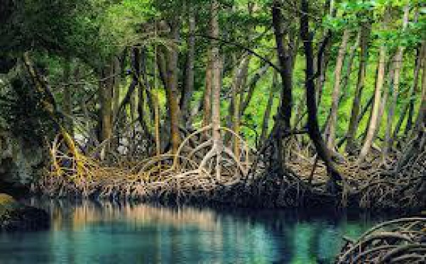 Les mangroves à l’honneur cette semaine en Nouvelle-Calédonie