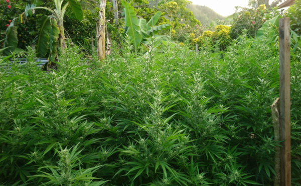 ​171 plants de paka saisis à Faaone  