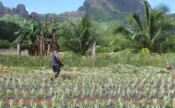 ​Cultures bio pour l’usine de Moorea