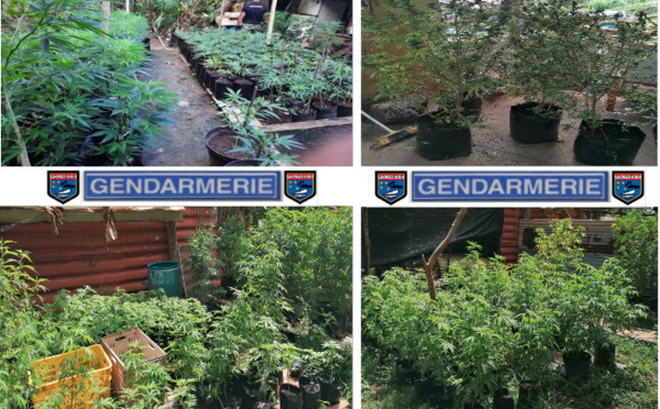 Saisie de plus de 1 000 plants de paka