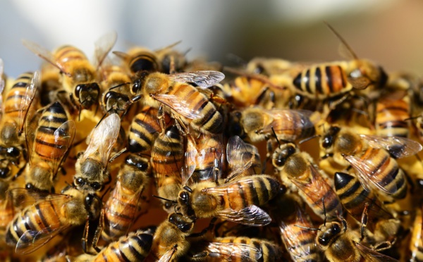 A l'Assemblée nationale, le retour controversé d'insecticides tueurs d'abeilles