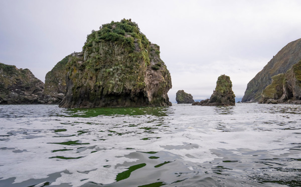 Kamtchatka: une mystérieuse "catastrophe écologique" provoque la mort massive d'animaux