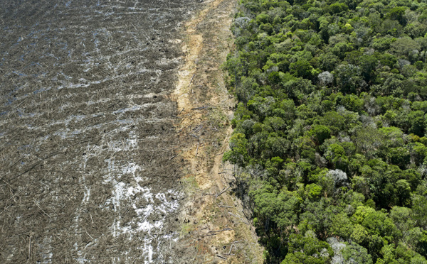 Près de 40% de la forêt amazonienne risque de devenir savane, selon une étude