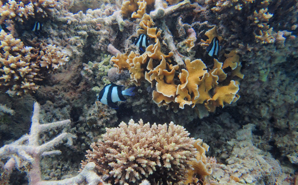Australie: la moitié des coraux de la Grande Barrière ont péri en 25 ans