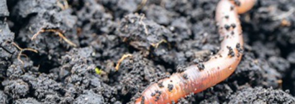 Précieux petit ver de terre