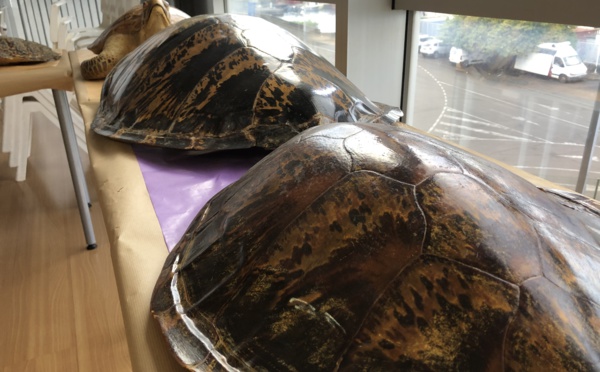 Carapaces, dents et ailerons une deuxième vie pour les saisies