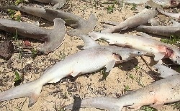 Mystérieux échouage de bébés requins près de Suva