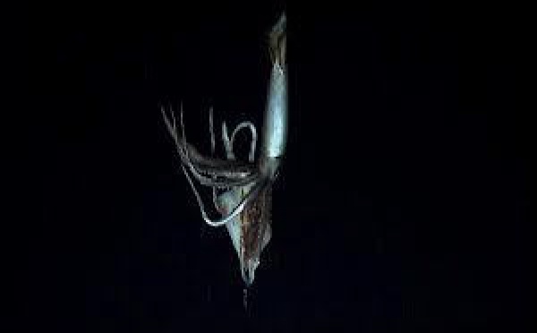Un calamar géant filmé dans le Pacifique par 900 m de fond