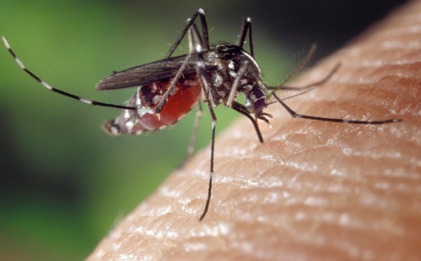 La dengue sous haute surveillance, mais rien d’alarmant