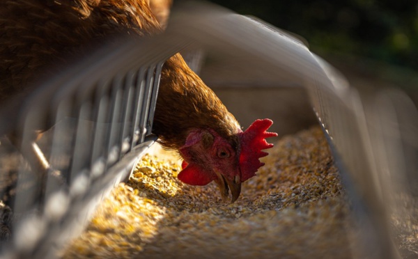 Crainte d'un retour de la grippe aviaire: les volailles confinées dans 45 départements