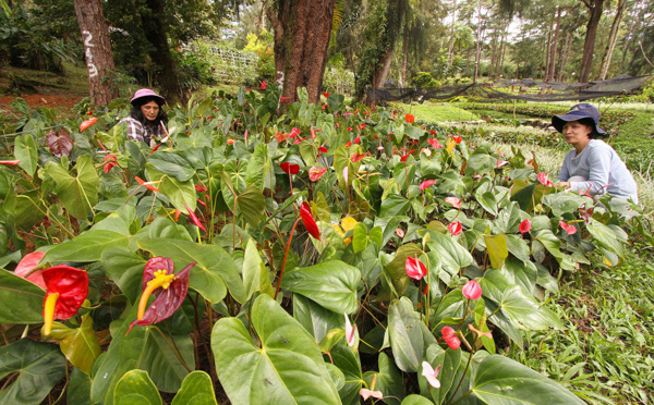 "Plante-démie", ou l'inquiétante ruée sur les plantes vertes aux Philippines
