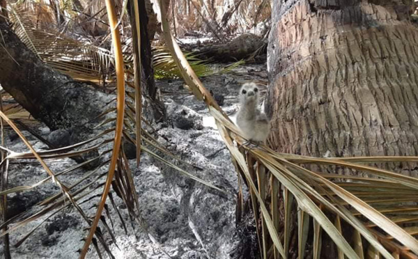 Rangiroa : Désolation au motu du Lagon bleu
