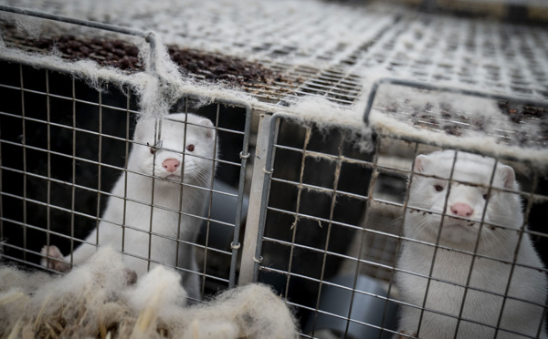 Coronavirus: le Danemark lève l'alerte sur la mutation des visons