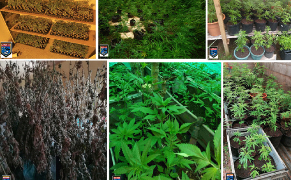 Saisie de 1 228 pieds de cannabis