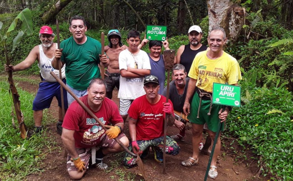 ​De nouveaux 'uru à Opunohu