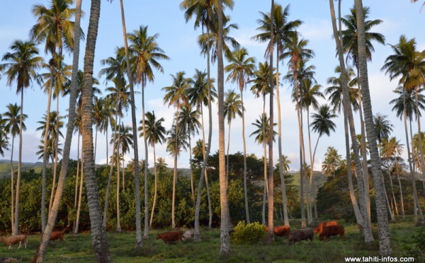 La cocoteraie polynésienne, une filière d’avenir ?