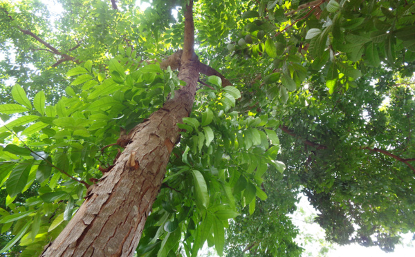 Après 40 ans d’attente, le Pays doit planter