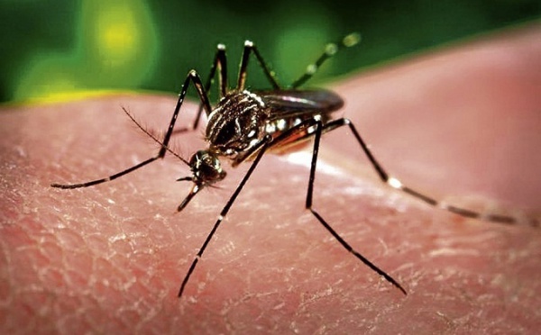 Dengue : deux nouveaux cas confirmés à Moorea, vers un début d’épidémie ?