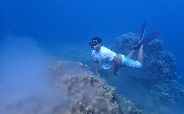 Ces coraux pondent dans toutes les îles de la Société en même temps