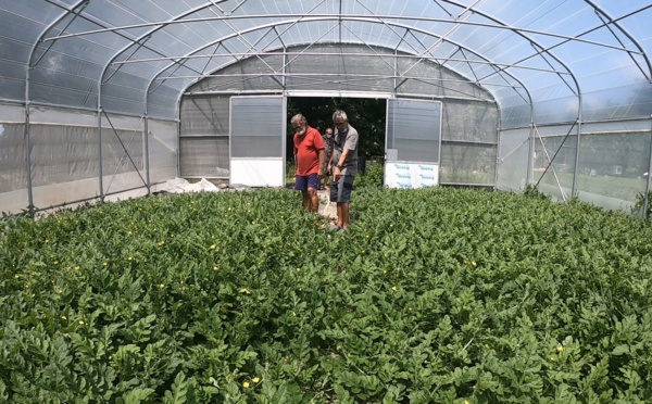 La pastèque veut vivre sous serre à Huahine