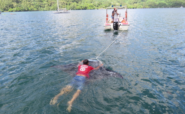 Une raie manta secourue par les pompiers à Opunohu