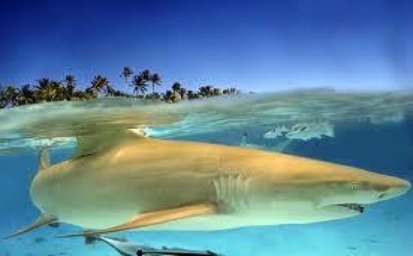 Un touriste mordu par un requin citron à Bora Bora, un comportement inhabituel de l'animal selon le club