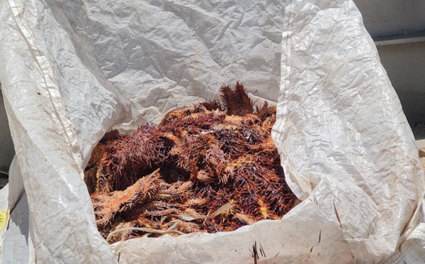 Chasse au taramea à Avatoru