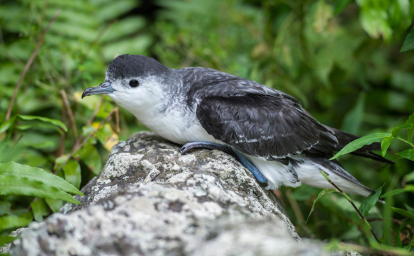 Le puffin de Rapa, ce grand voyageur menacé par les rats
