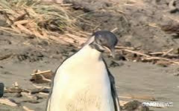 Nouvelle-Zélande: triste fin pour le manchot Happy Feet Junior