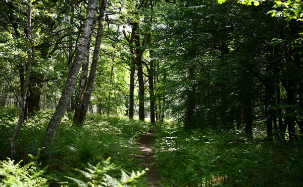 Strasbourg : le corps d'une femme de 25 ans découvert en forêt, son ex-compagnon soupçonné du meurtre
