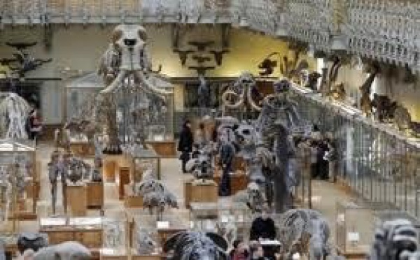 Une mission naturaliste revient de Papouasie avec 1,5 million de spécimens