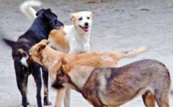 Chiens errants à Pago-Pago : un bataillon de vétérinaires américains à la rescousse