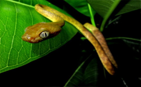 Guerre totale au serpent à Guam : parachutage de souris piégées