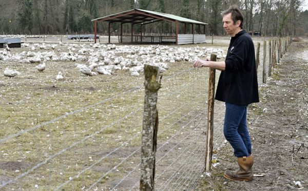 Grippe aviaire: des centaines de milliers de canards abattus ou en passe de l'être