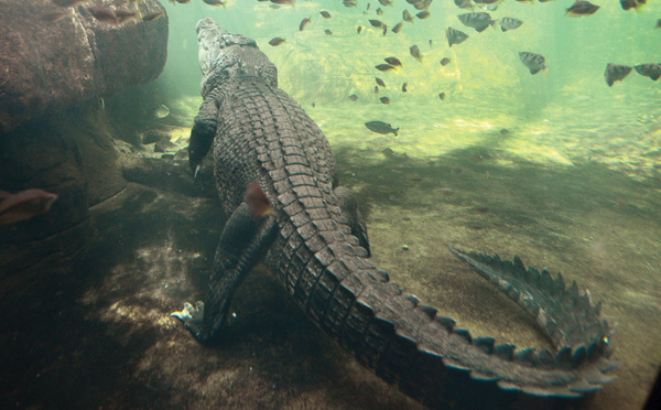 Australie: Un fugitif retrouvé nu dans une zone infestée de crocodiles