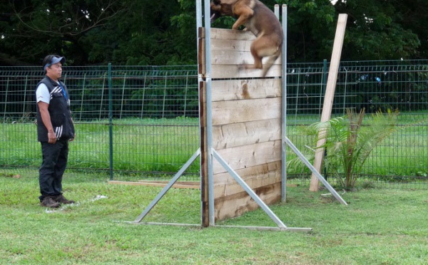Concours de chien de défense : Ermak De La Cité Des Pluies bat le Champion de Polynésie d'un petit point