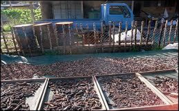 Pêche à la bêche-de-mer : les îles Salomon lèvent temporairement le moratoire