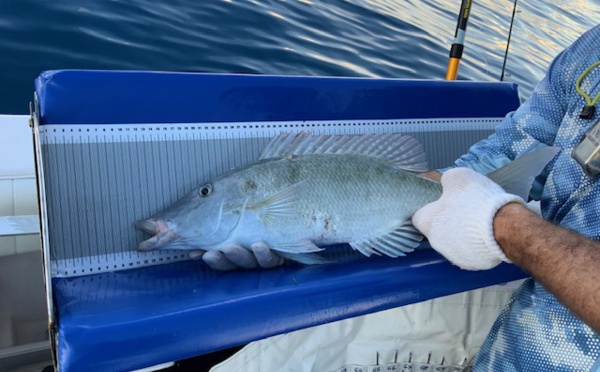 A Rangiroa, "le stock de becs de cane n'est pas en danger mais il pourrait rapidement basculer"